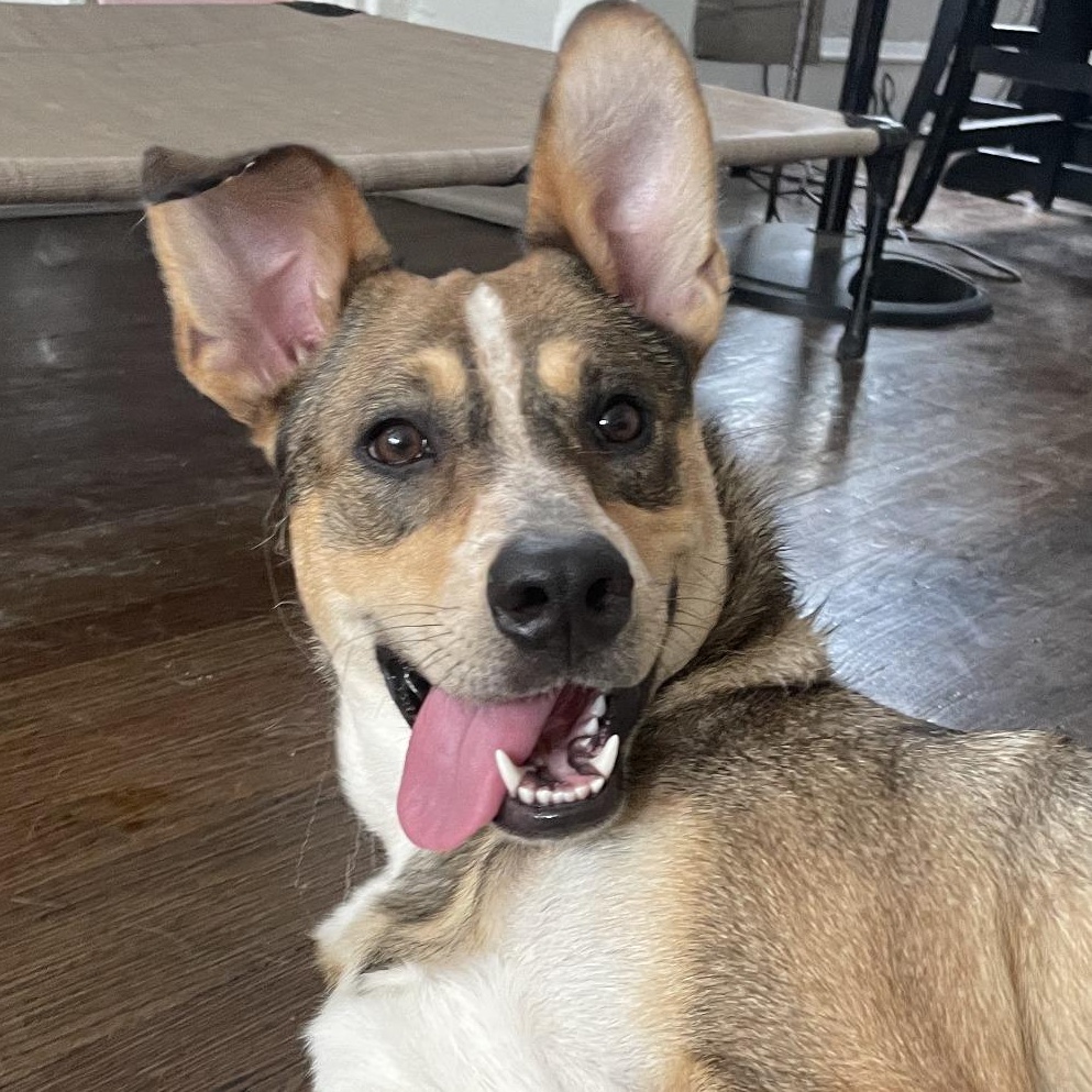 Vale, a ADOPTABLE mixed breed in Chicago, IL image 2/3