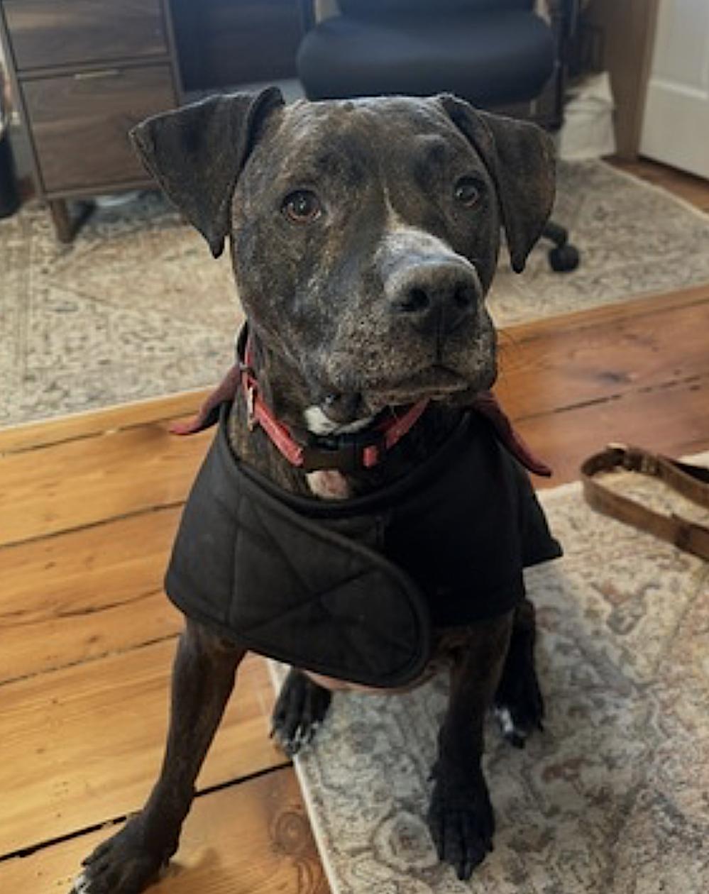 Cooper — thumbnail 2