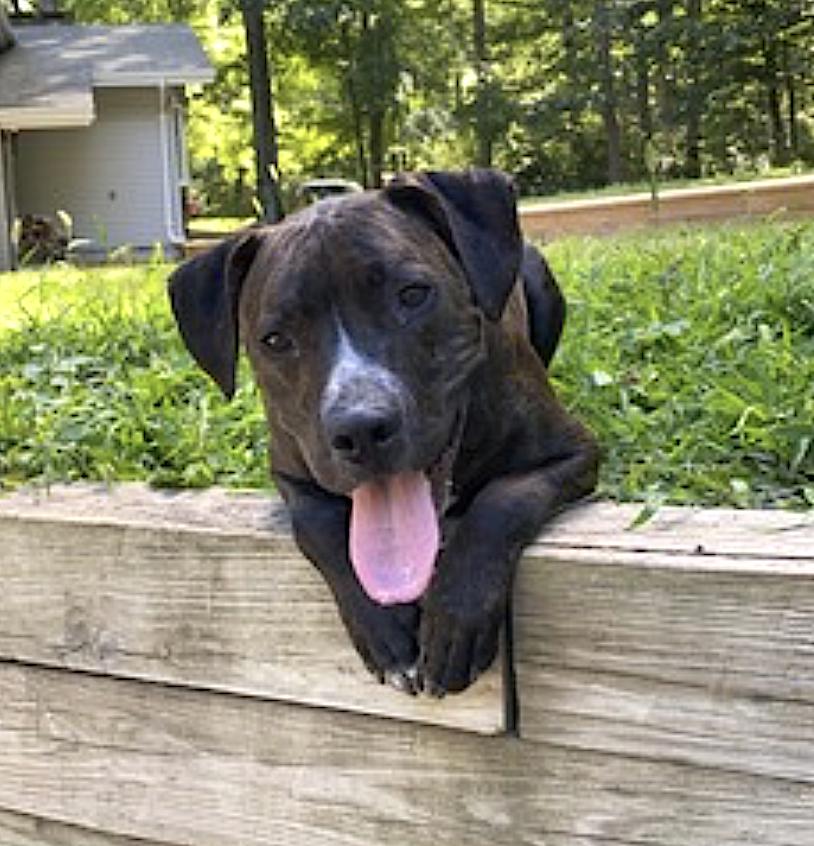 Cooper — thumbnail 3