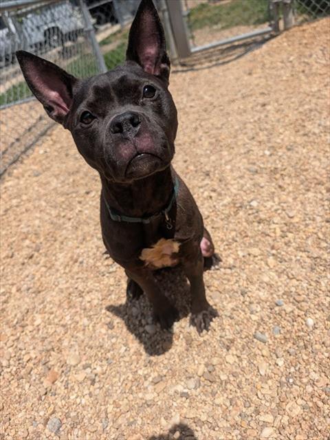 LACEY, Adoptable, Young Female Pit Bull Terrier & Labrador Retriever.