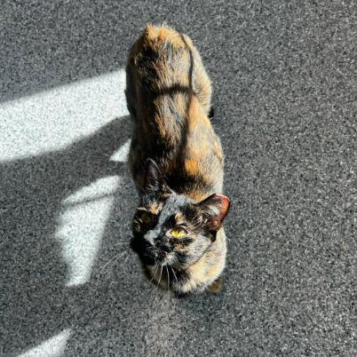 Enlarge Bellatrix, a Adoptable mixed breed in Nashville, TN image 1/5