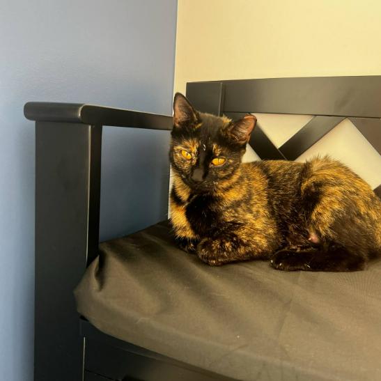 Enlarge Bellatrix, a Adoptable mixed breed in Nashville, TN image 2/5