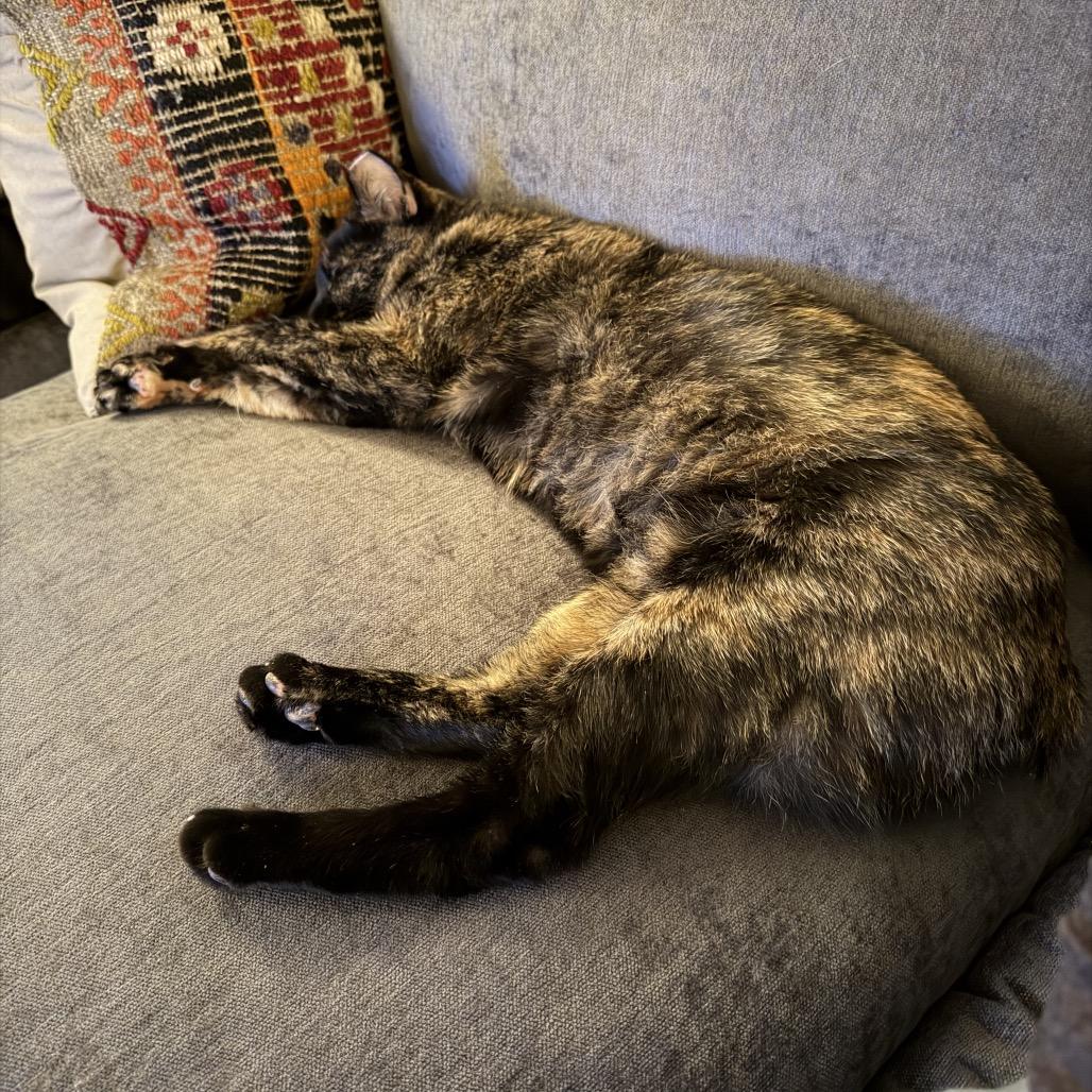 Enlarge Bellatrix, a Adoptable mixed breed in Nashville, TN image 3/5