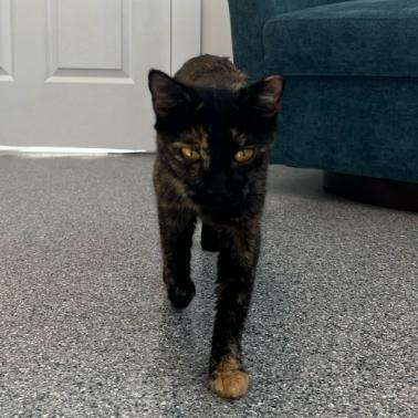 Enlarge Bellatrix, a Adoptable mixed breed in Nashville, TN image 4/5