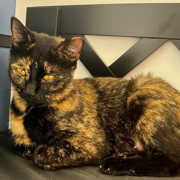 Enlarge Bellatrix, a Adoptable mixed breed in Nashville, TN image 5/5