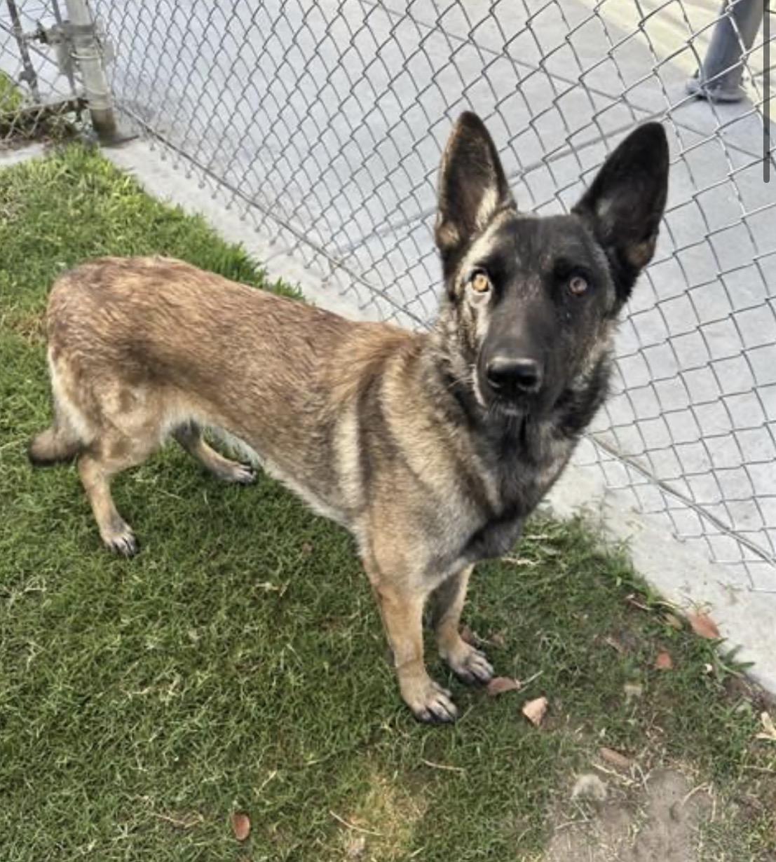 Enlarge Kona, a Adoptable Belgian Shepherd / Malinois in Duxbury, MA image 1/3