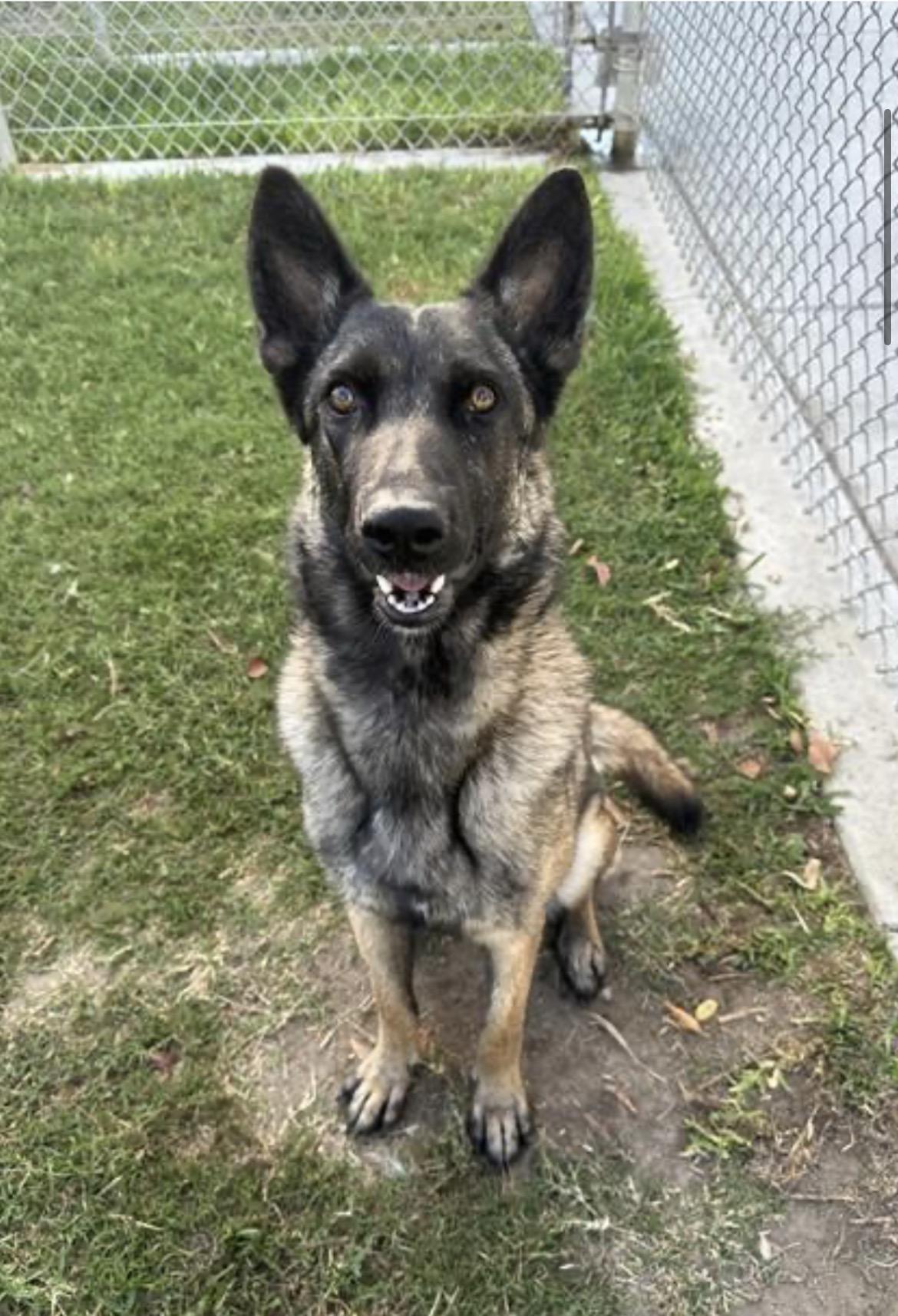 Enlarge Kona, a Adoptable Belgian Shepherd / Malinois in Duxbury, MA image 3/3