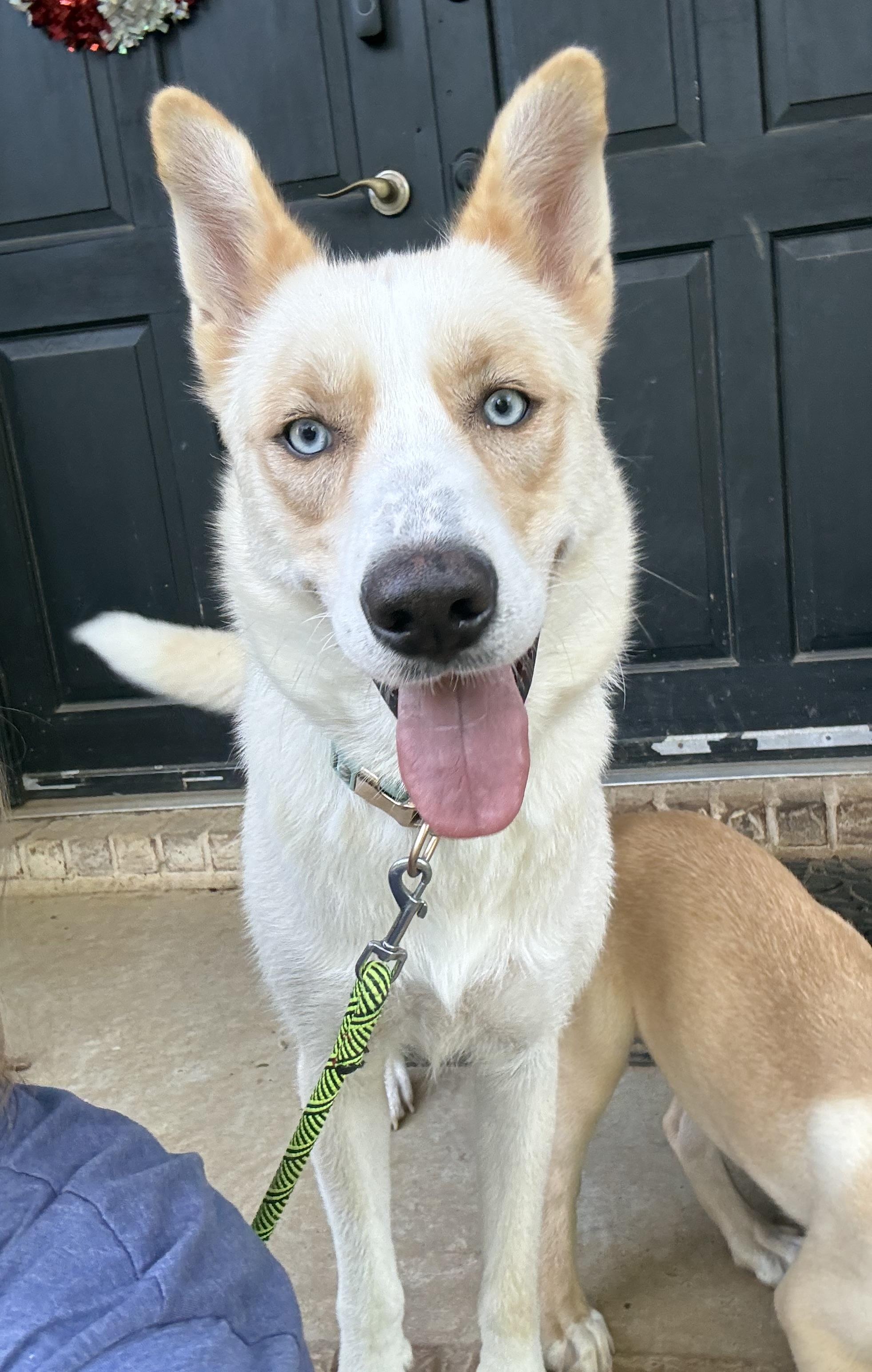 Enlarge Lily, a ADOPTABLE mixed breed in Hatfield, PA image 3/3