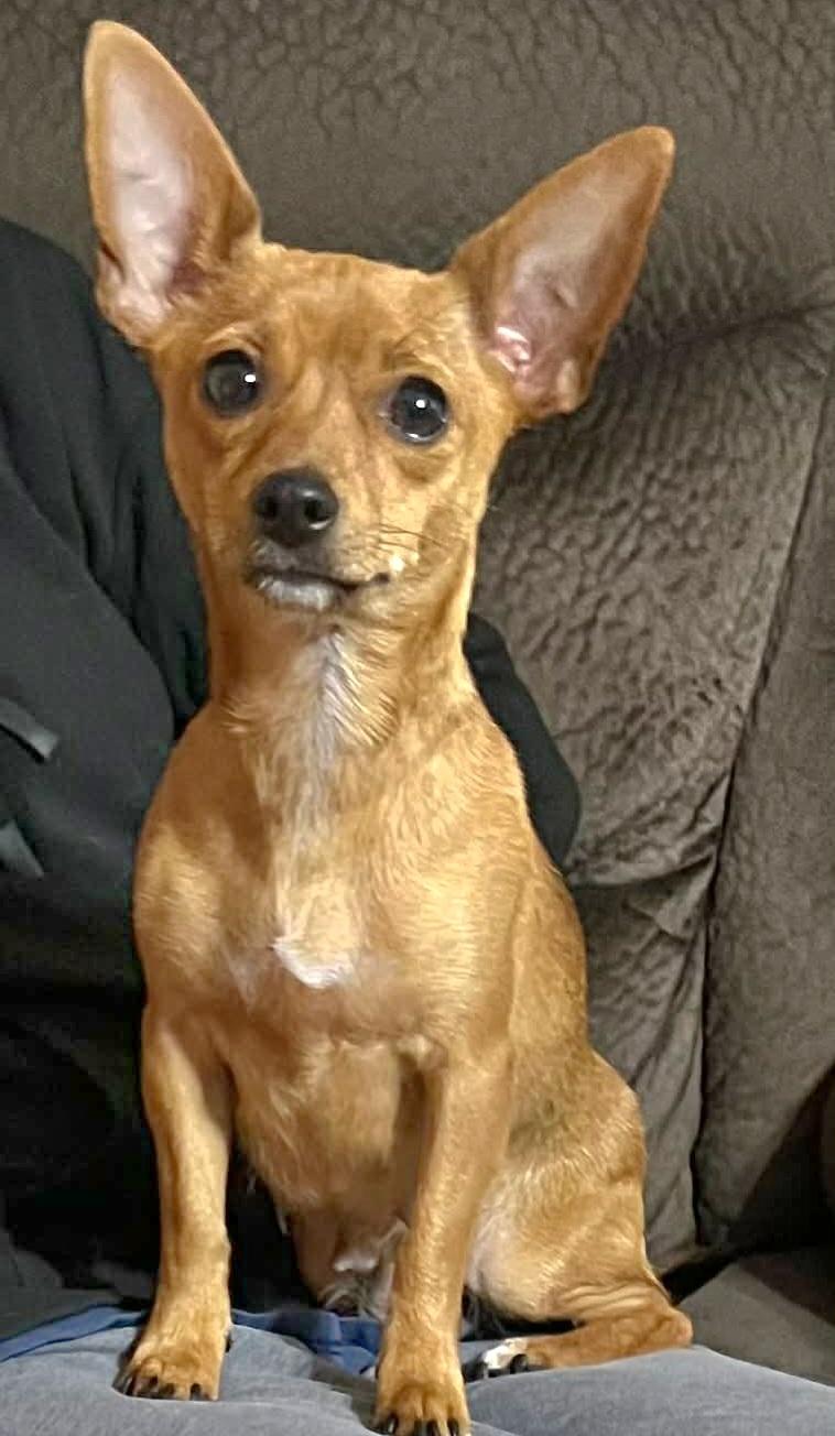 Enlarge Rosa María , a Adoptable Chihuahua in Fayetteville , NC image 3/3