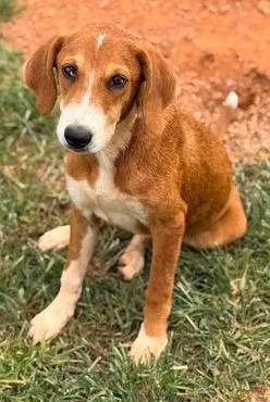 Enlarge Star, a ADOPTABLE mixed breed in Munfordville, KY image 1/1