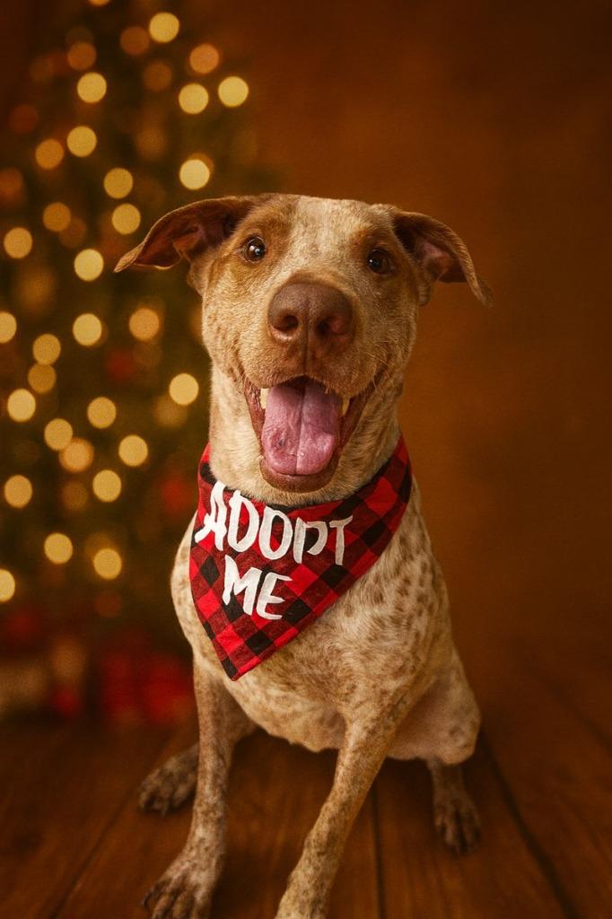 Sammie Boy - LOCAL, Adoptable, Adult Male Terrier.