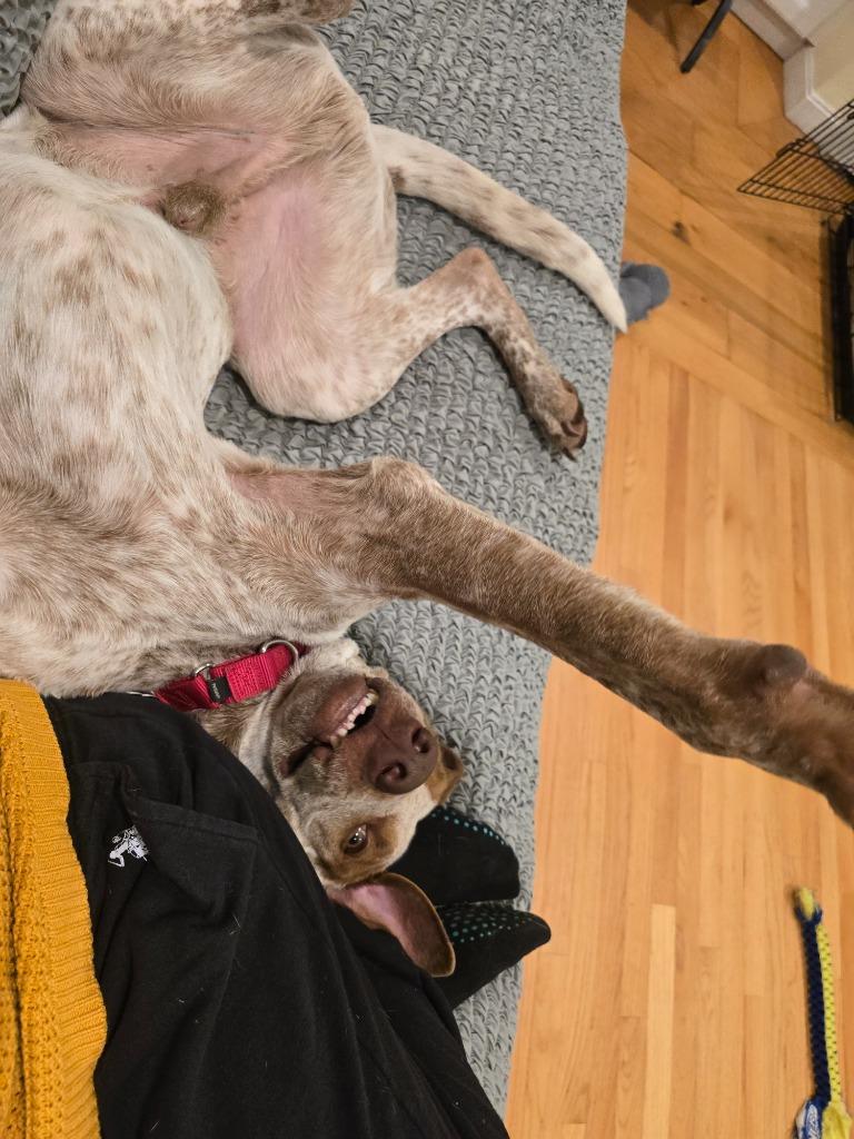 Enlarge Sammie Boy - LOCAL, a Adoptable mixed breed in Kingston, MA image 2/6