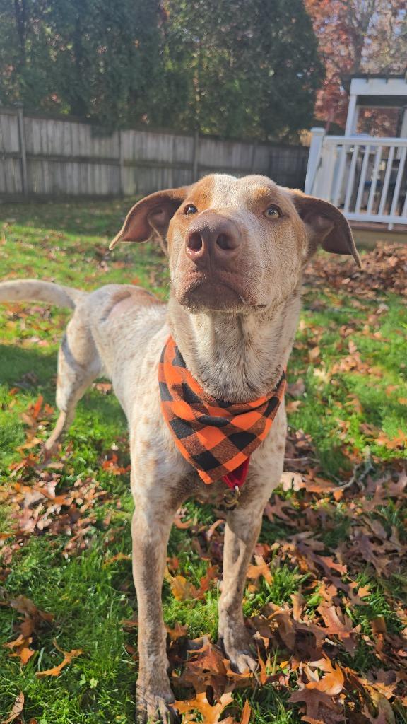 Enlarge Sammie Boy - LOCAL, a Adoptable mixed breed in Kingston, MA image 5/6