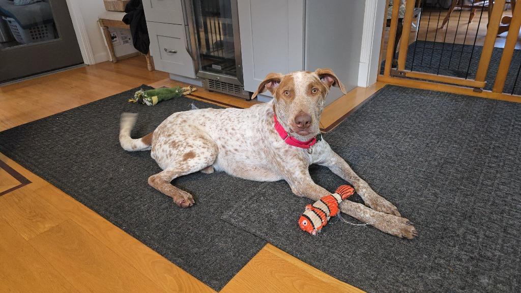 Enlarge Sammie Boy - LOCAL, a Adoptable mixed breed in Kingston, MA image 6/6