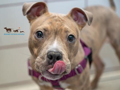 Neteyam, Adoptable, Adult Male Terrier & Mixed Breed.