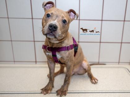 Neteyam, a Adoptable mixed breed in Coon Rapids, MN image 2/2