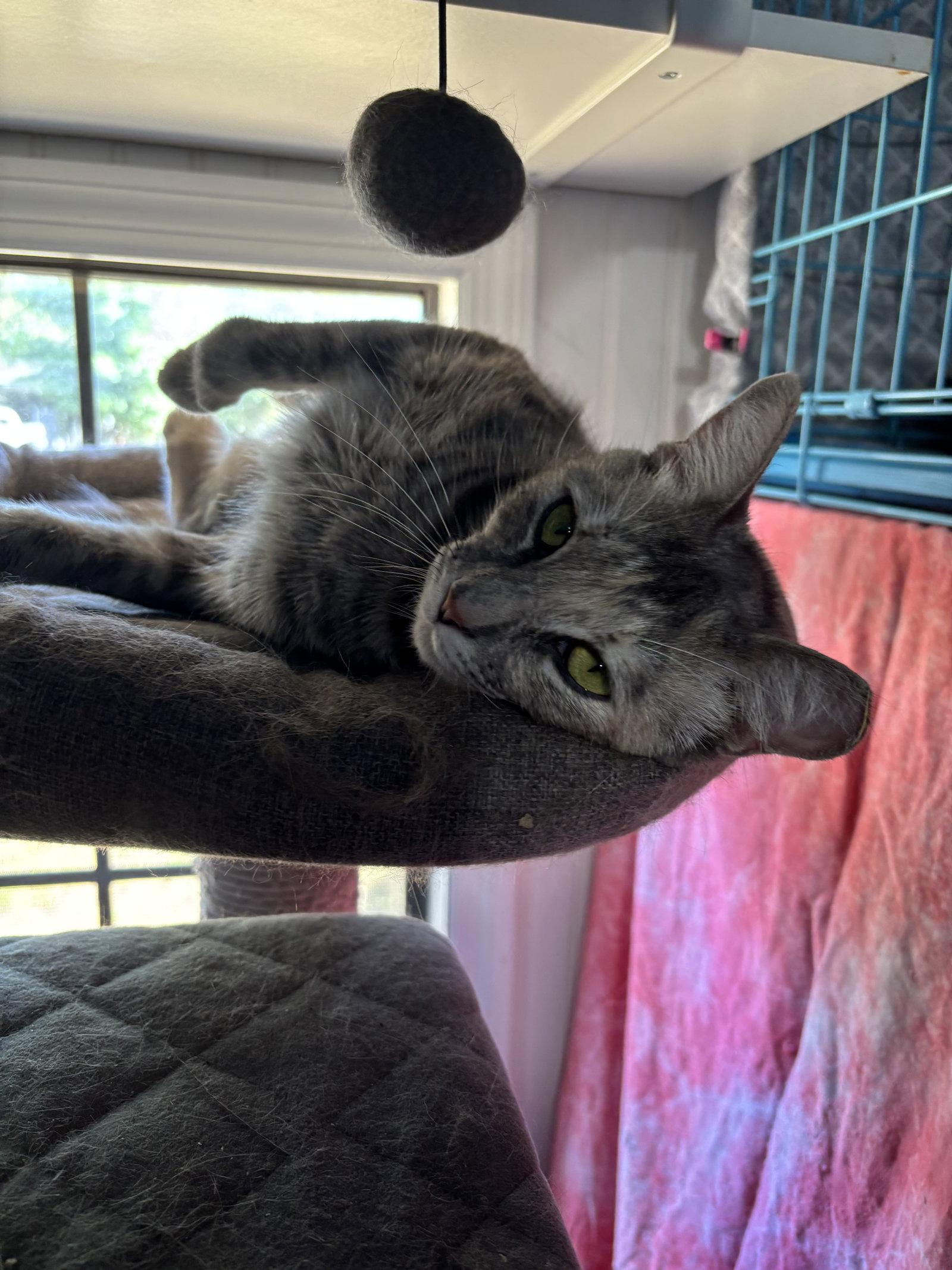Lola, Adopted, Adult Female Dilute Calico.