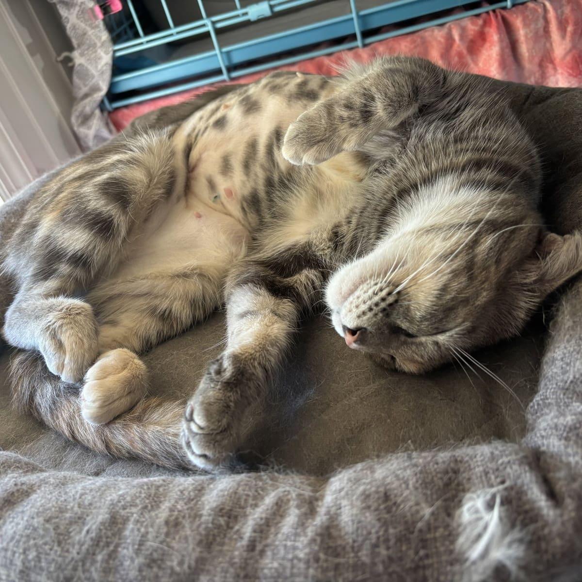 Lola, a Adopted Dilute Calico in Tampa, FL image 2/2
