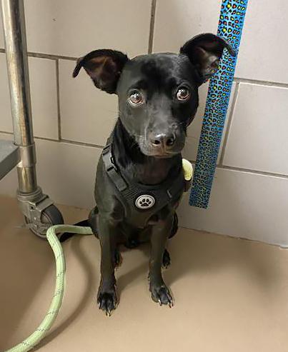Enlarge Auto, an adopted Mixed Breed in Nashville, TN image 1/1