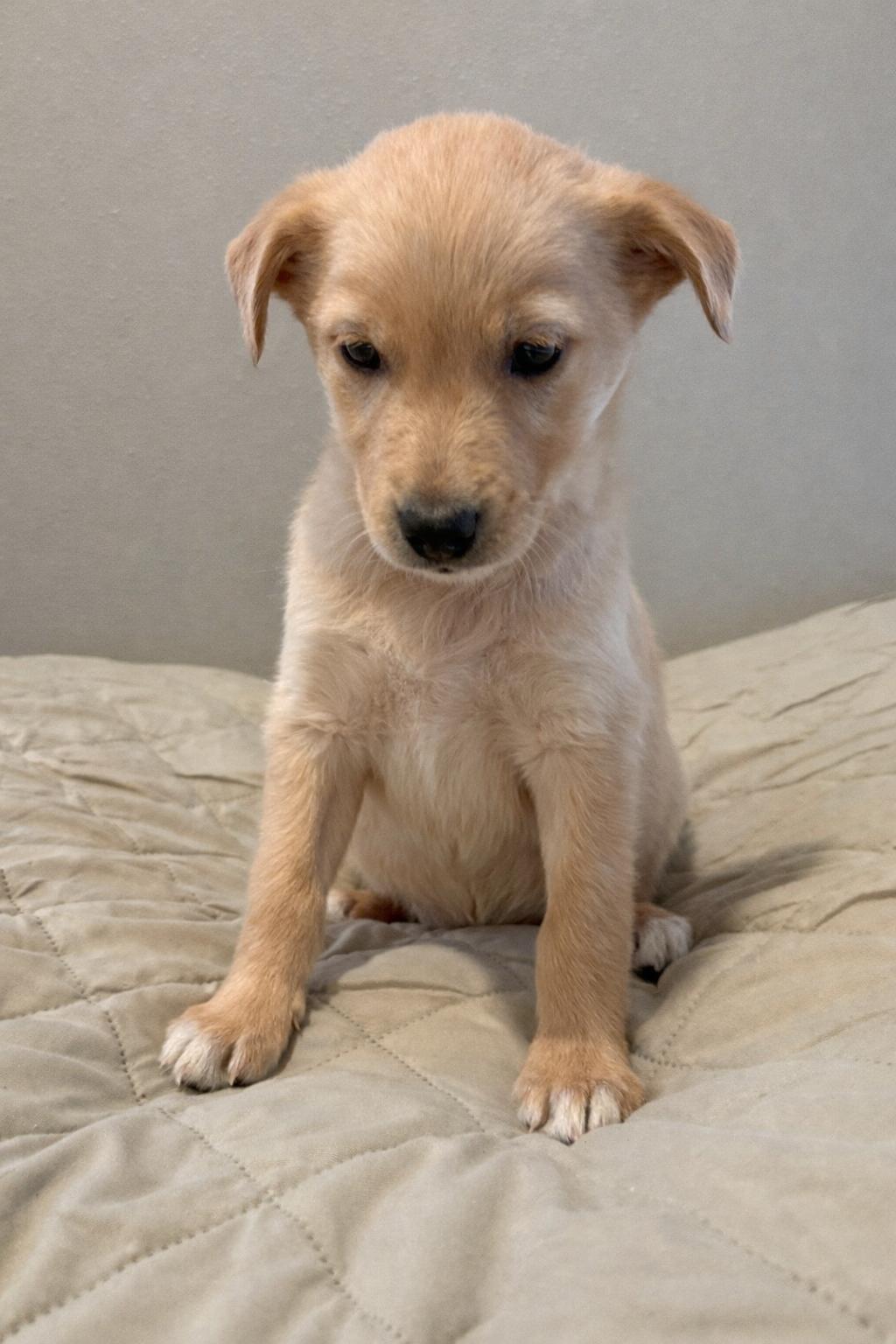 Enlarge Emerald, a ADOPTABLE mixed breed in Sawyer, ND image 4/5