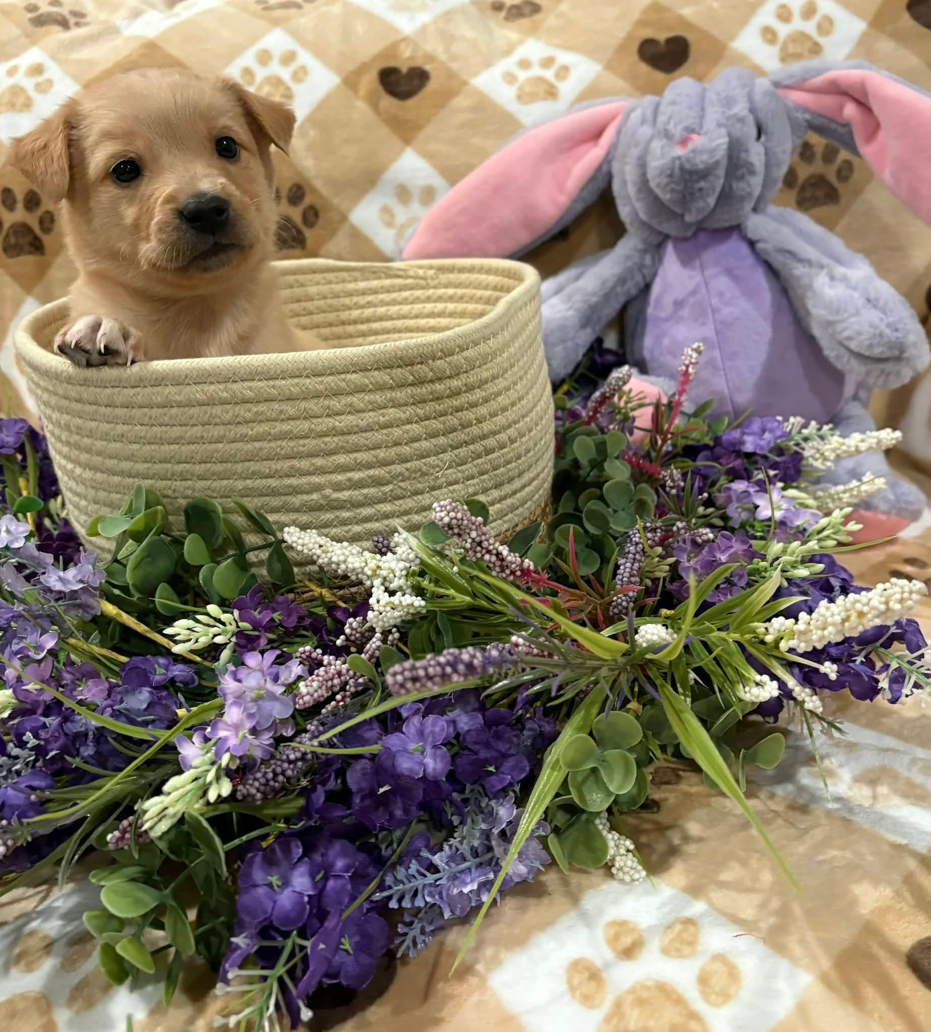 Emerald, ADOPTABLE, Puppy Female Goldendoodle & Yellow Labrador Retriever.