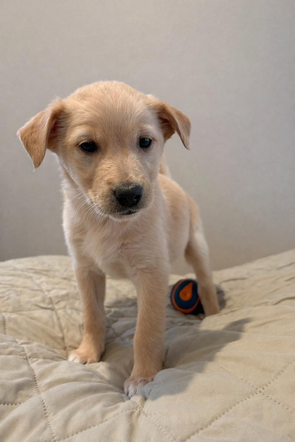 Enlarge Emerald, a ADOPTABLE mixed breed in Sawyer, ND image 5/5