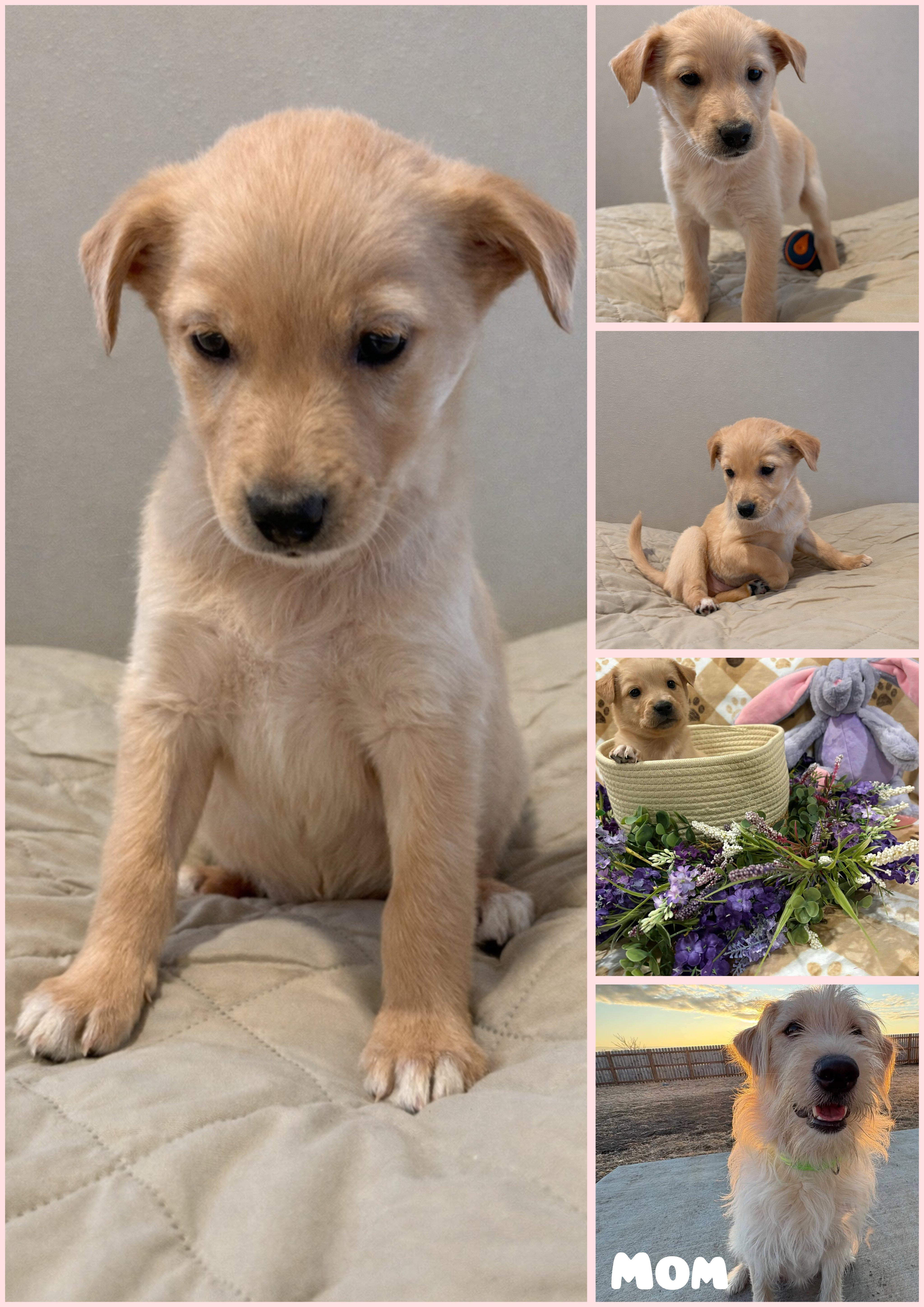 Enlarge Emerald, a ADOPTABLE mixed breed in Sawyer, ND image 2/5