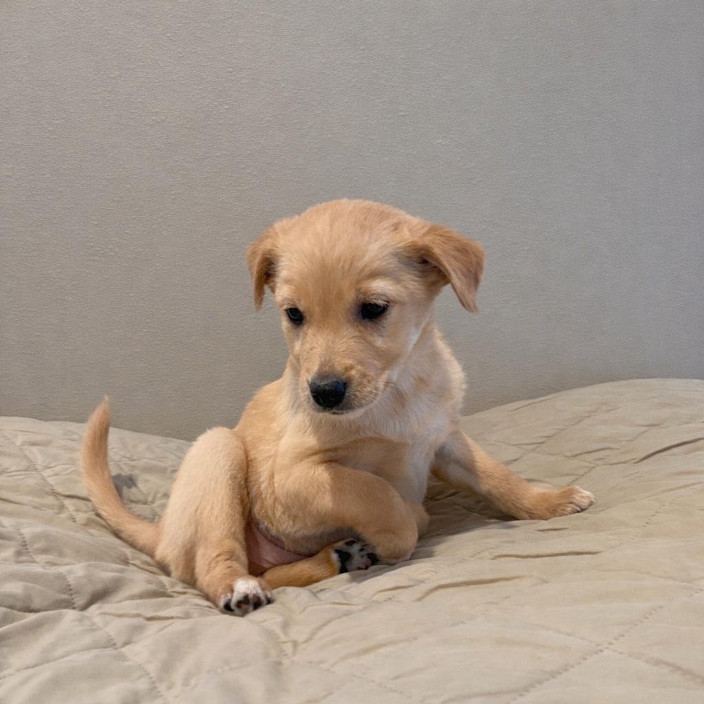 Enlarge Emerald, a ADOPTABLE mixed breed in Sawyer, ND image 3/5