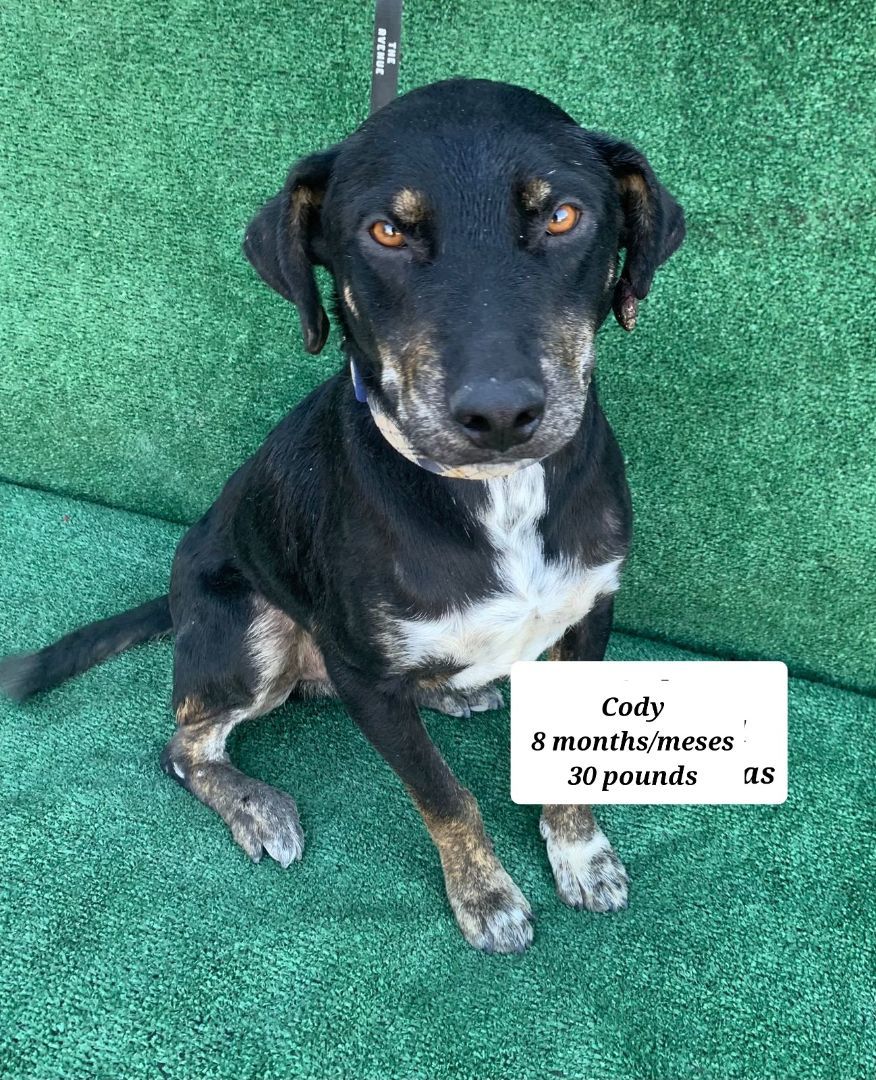 Cody , Adoptable, Adult Male Retriever.