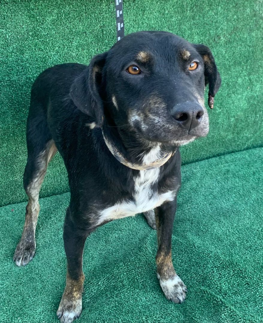 Enlarge Cody , a Adoptable mixed breed in Los Angeles, CA image 2/4