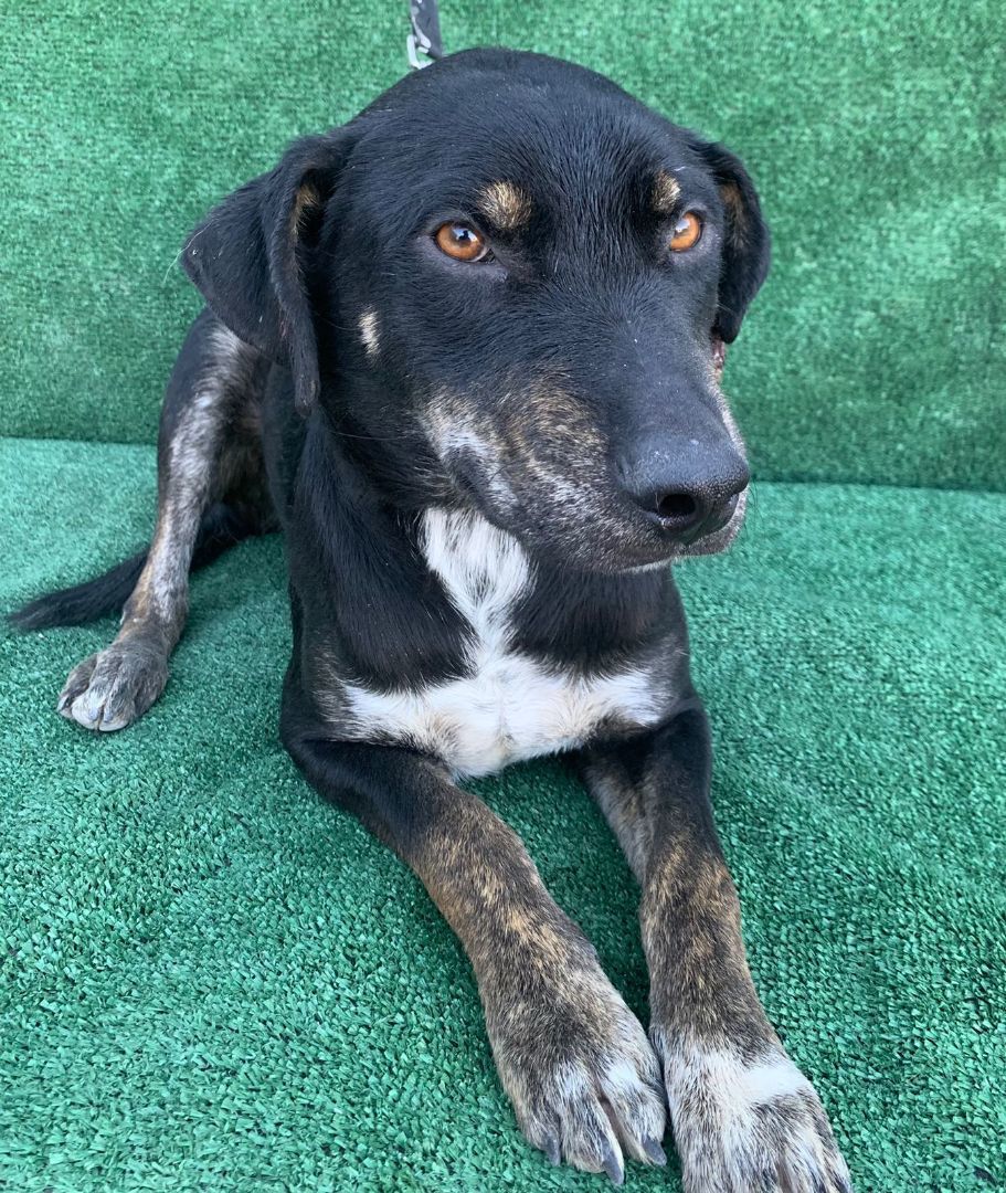 Enlarge Cody , a Adoptable mixed breed in Los Angeles, CA image 3/4