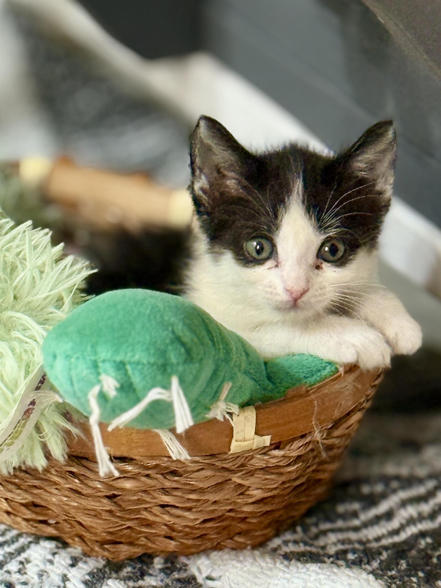 Enlarge Ro Laron, a Adoptable Domestic Medium Hair in Glendale, AZ image 1/1