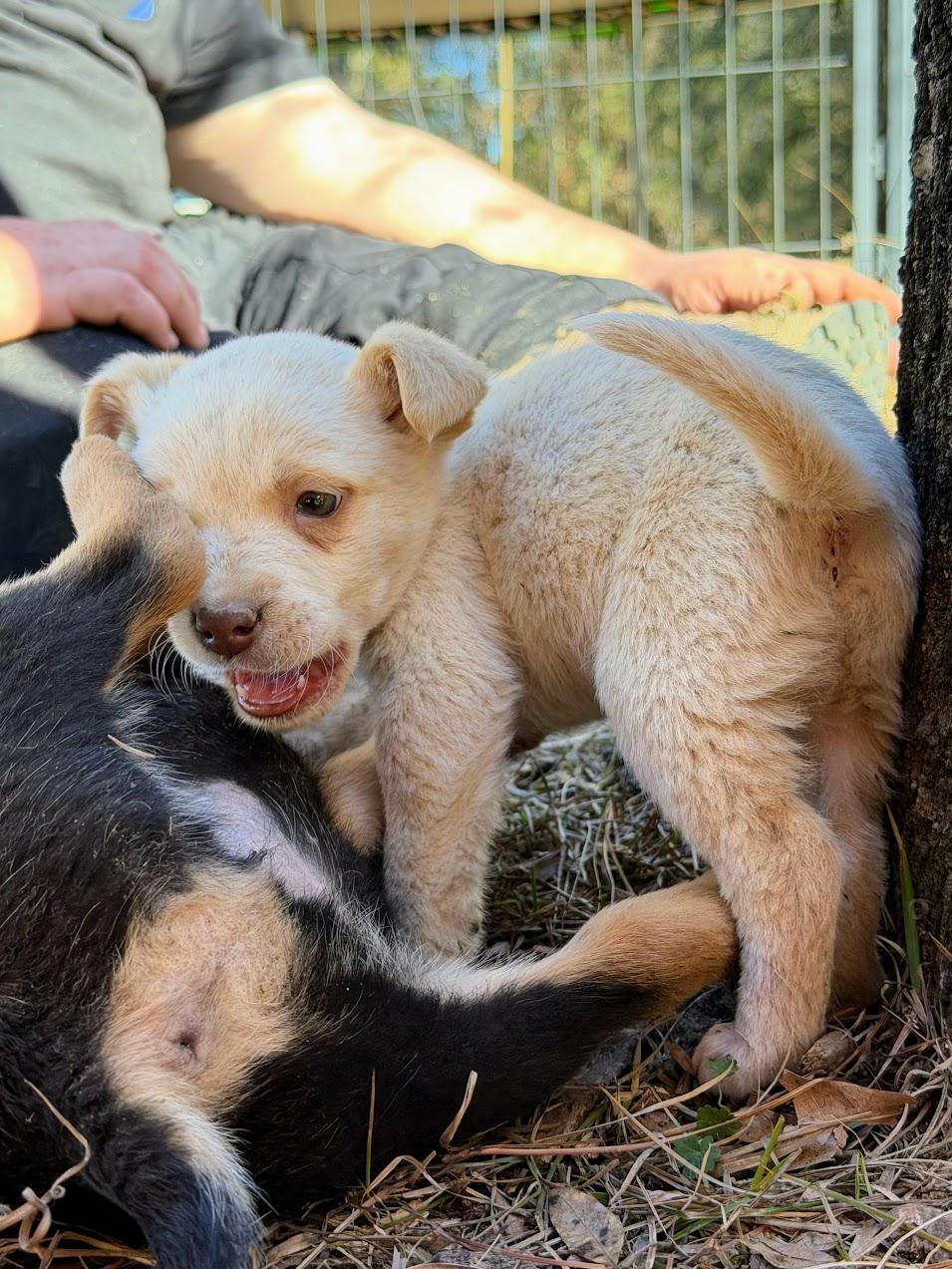 CHAOS — thumbnail 4