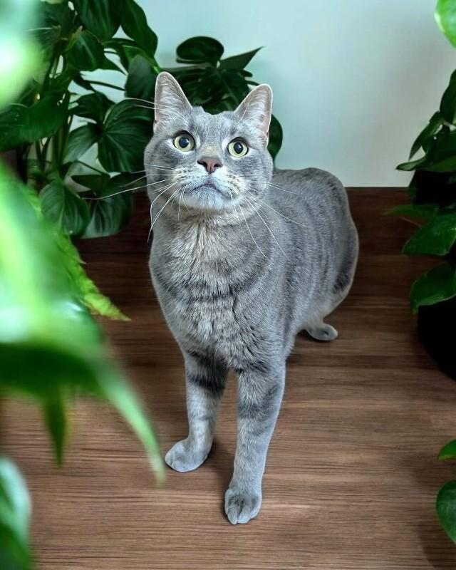 Enlarge Oakley, a Adoptable Domestic Short Hair in North Babylon, NY image 1/1