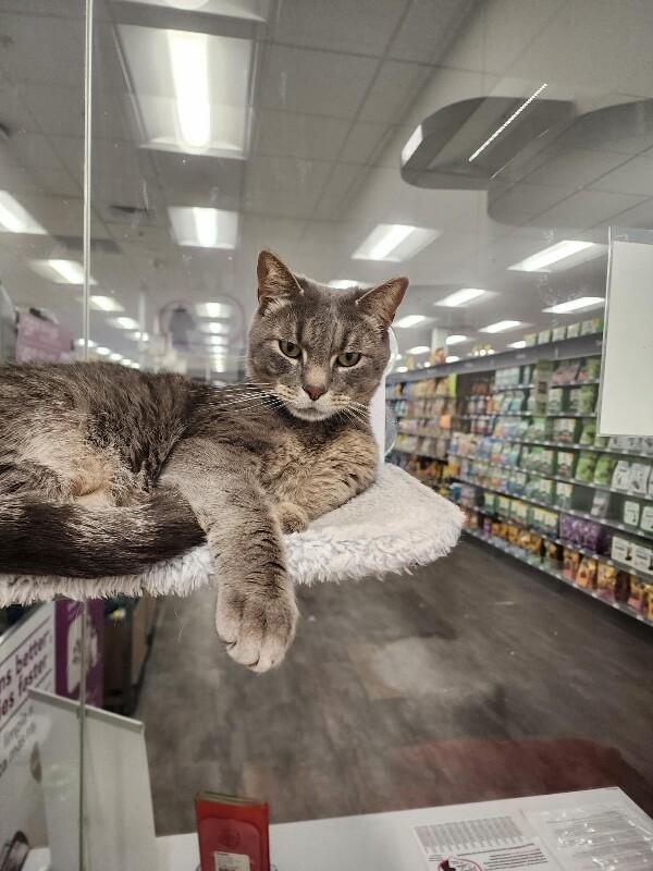 Enlarge Oakley, a Adoptable Domestic Short Hair in North Babylon, NY image 2/4