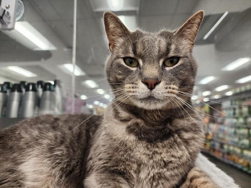 Enlarge Oakley, a Adoptable Domestic Short Hair in North Babylon, NY image 3/4