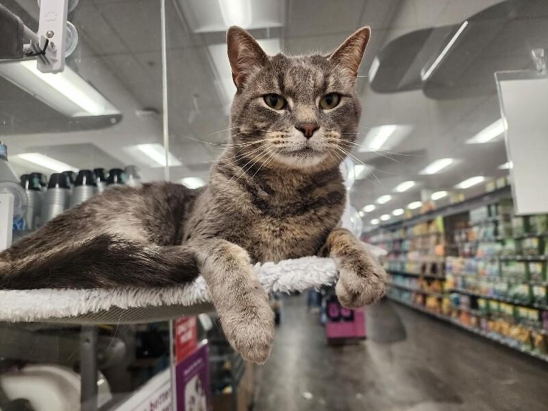 Enlarge Oakley, a Adoptable Domestic Short Hair in North Babylon, NY image 4/4