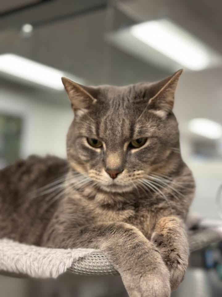 Oakley, a Adoptable Domestic Short Hair in North Babylon, NY image 6/6