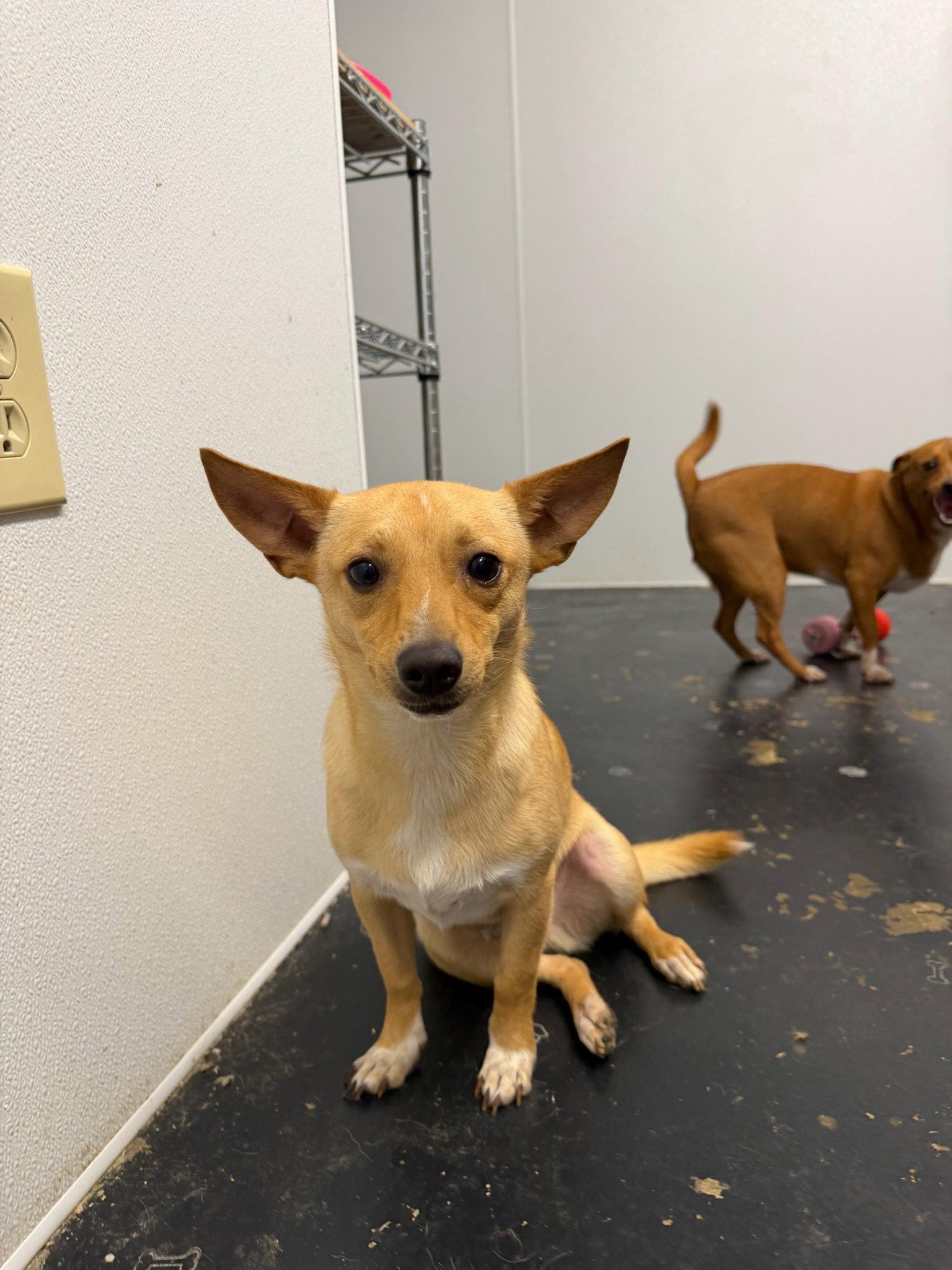 Enlarge Arthos, a Adoptable Rat Terrier in Jackson, MS image 1/2
