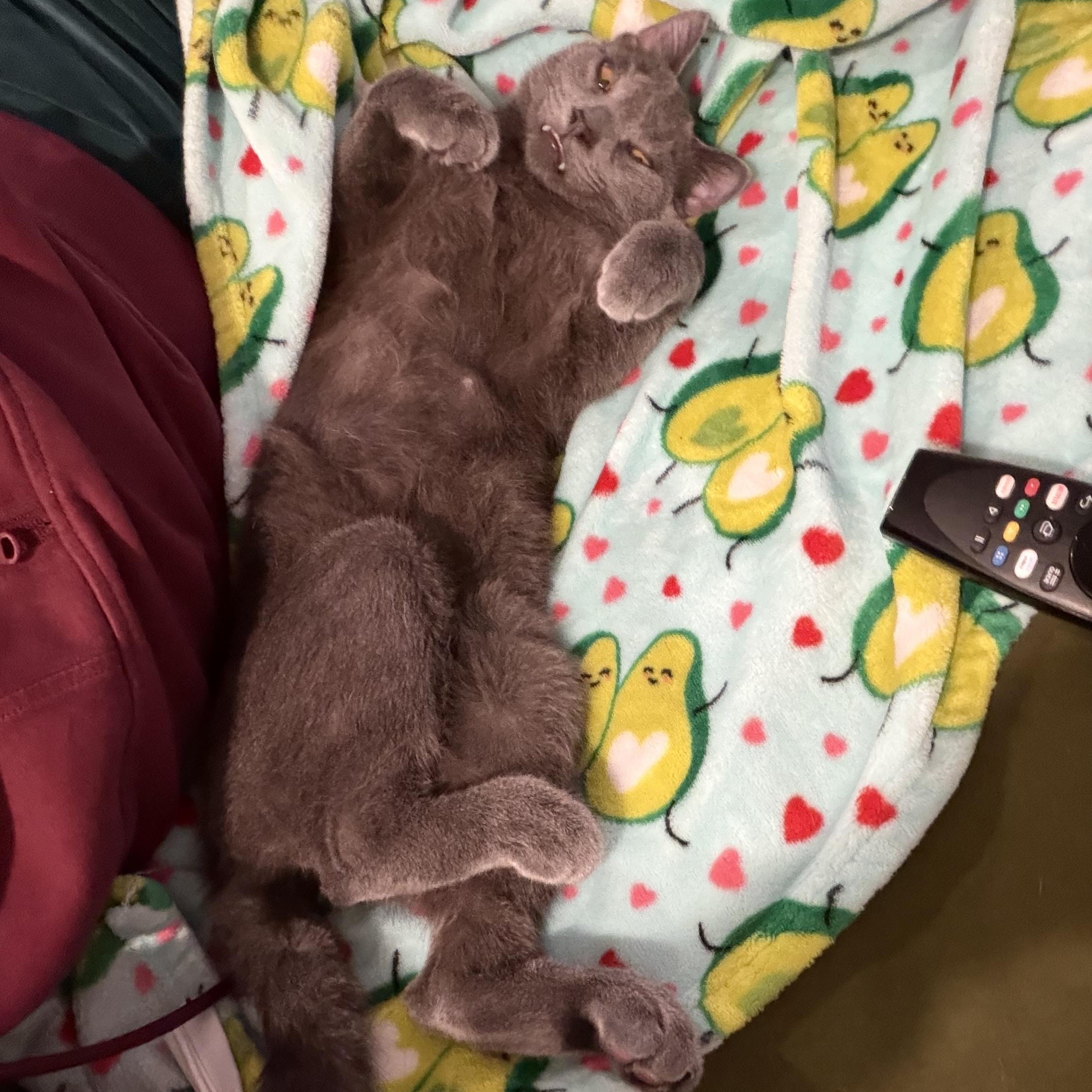Enlarge Flotsam and Jetsam, a Adoptable mixed breed in Midvale, UT image 6/6