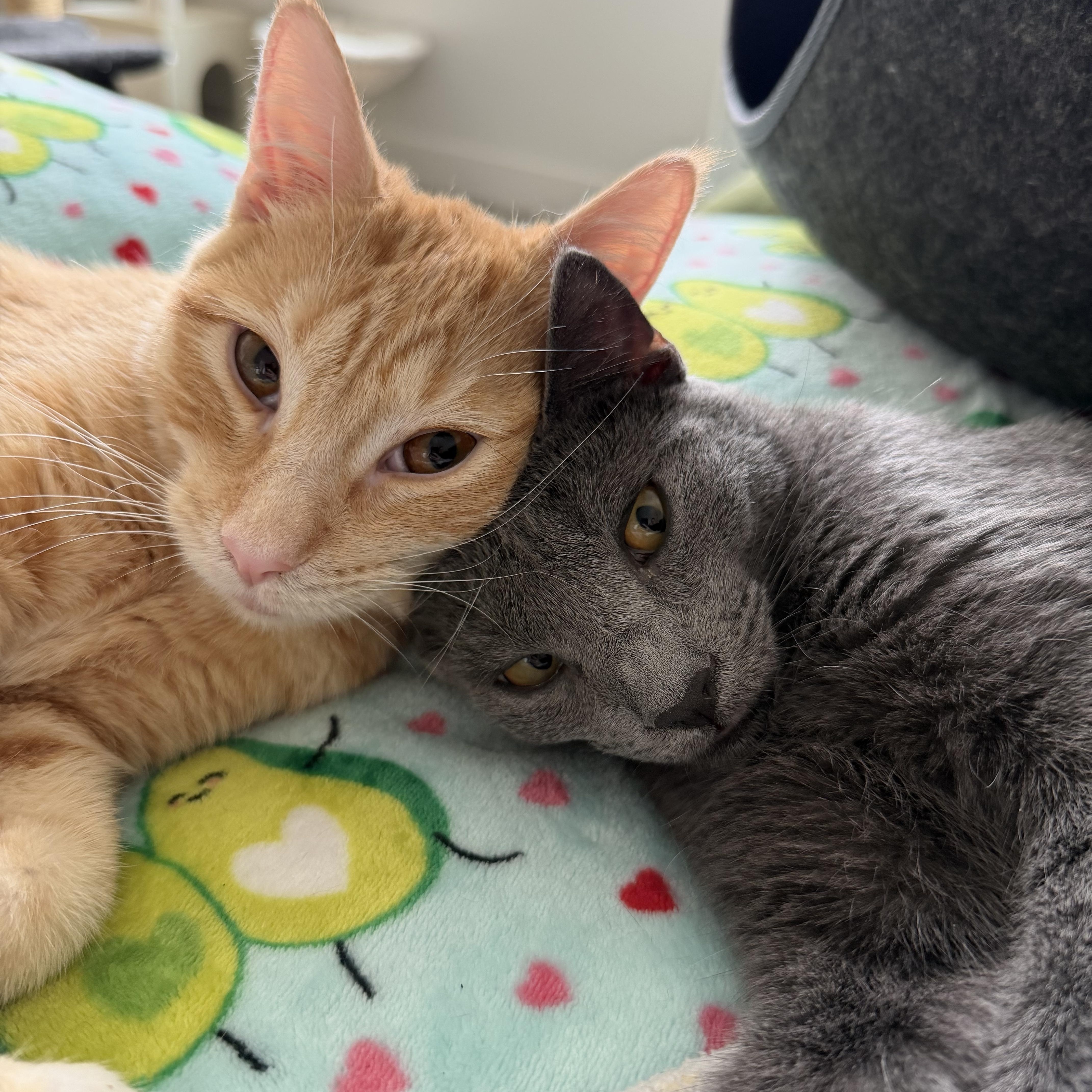 Flotsam and Jetsam, Adoptable, Kitten Male Domestic Short Hair & Tabby.