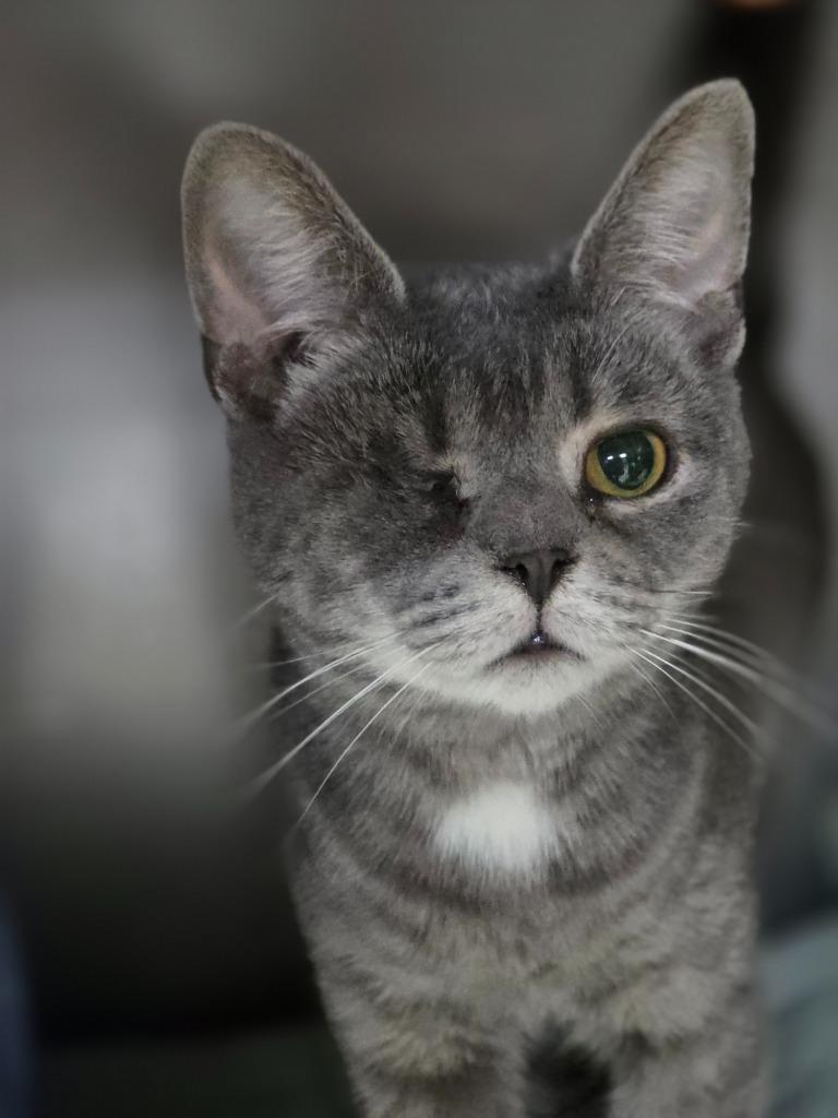 Coco, a Adoptable mixed breed in Huntington, IN image 1/2