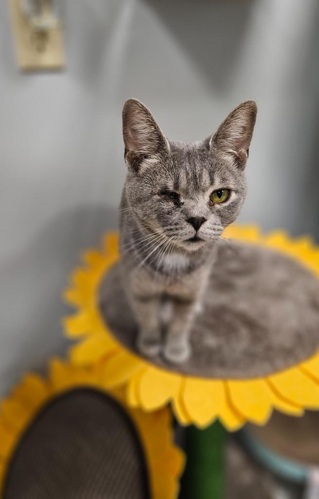 Coco, a Adoptable mixed breed in Huntington, IN image 2/2