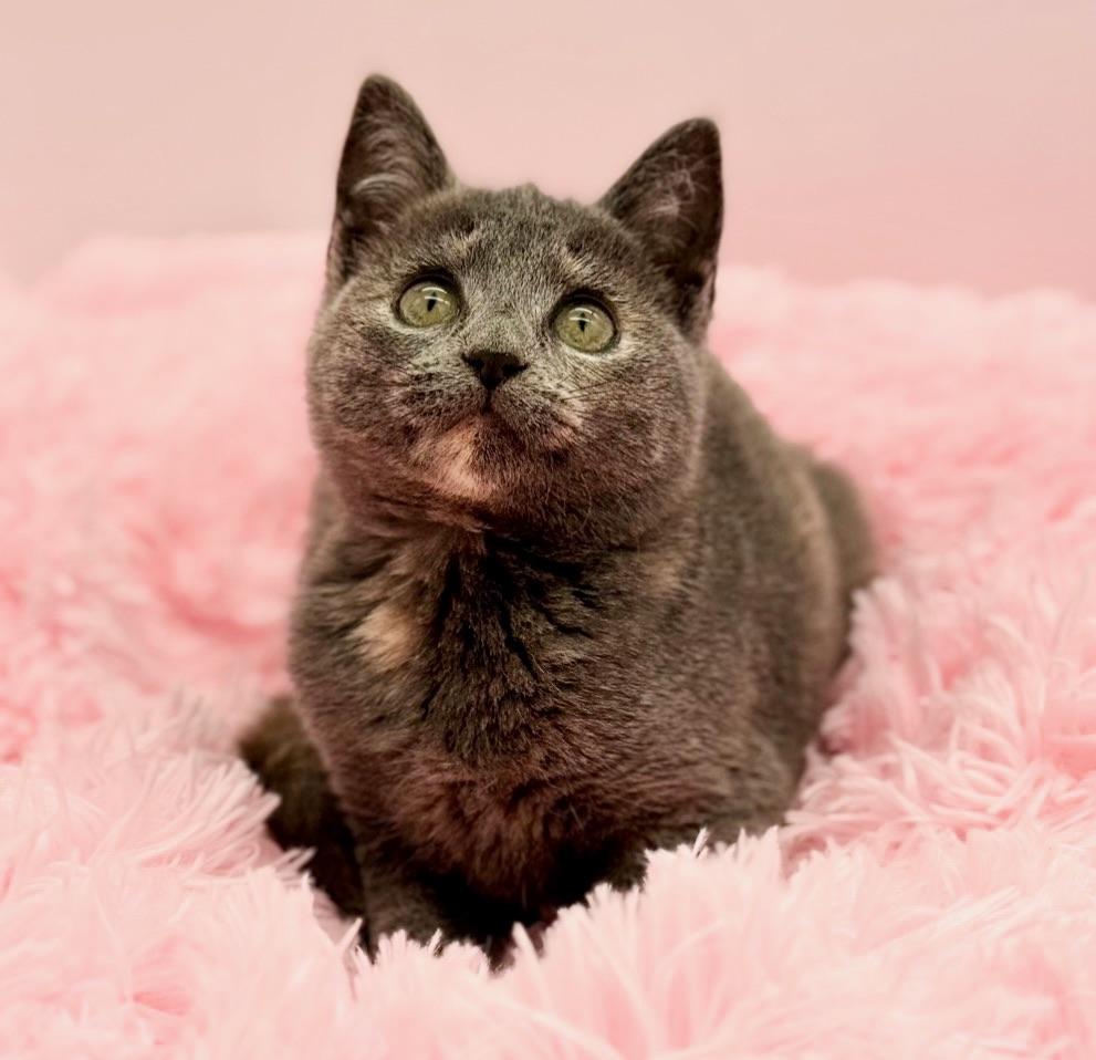 Enlarge Shego, a Adoptable Dilute Tortoiseshell in Covington, LA image 2/6