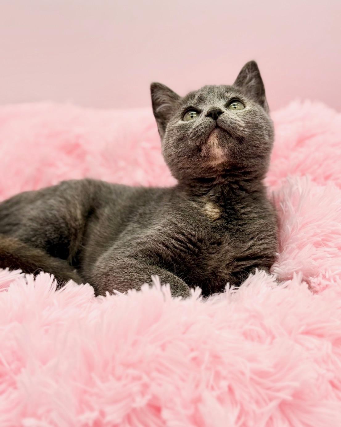 Enlarge Shego, a Adoptable Dilute Tortoiseshell in Covington, LA image 4/6