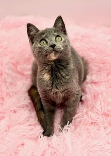 Enlarge Shego, a Adoptable Dilute Tortoiseshell in Covington, LA image 5/6