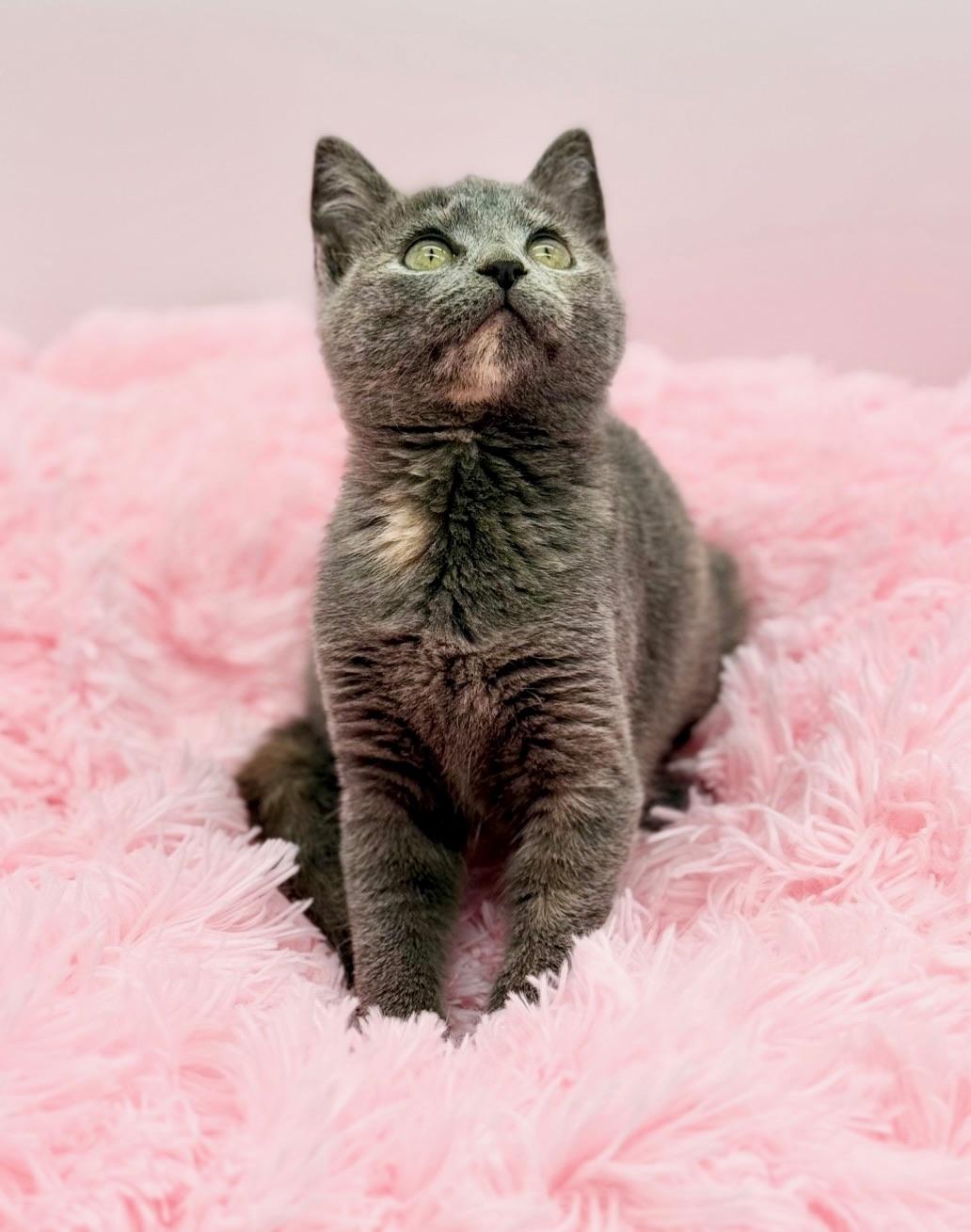 Enlarge Shego, a Adoptable Dilute Tortoiseshell in Covington, LA image 3/6