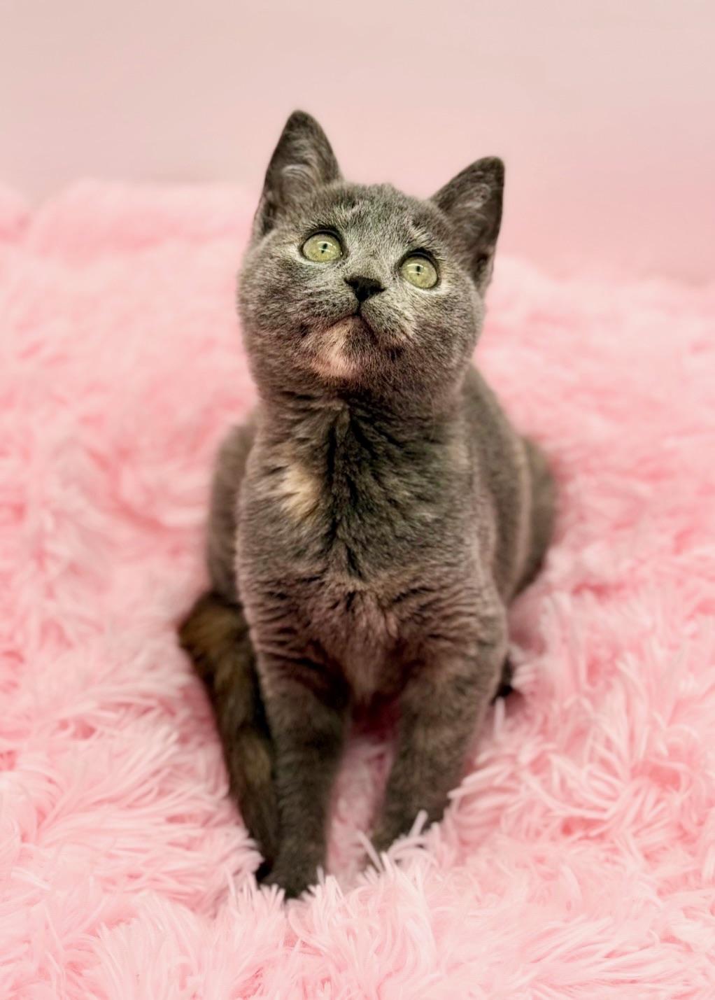 Enlarge Shego, a Adoptable Dilute Tortoiseshell in Covington, LA image 1/6