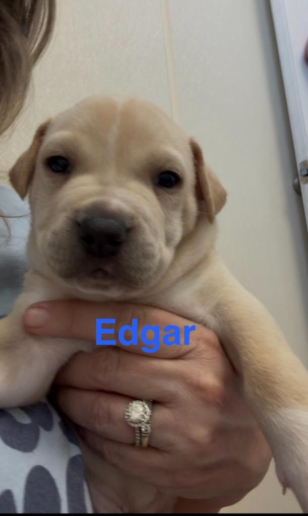 Enlarge Edgar, a Adoptable mixed breed in Centralia, IL image 1/2