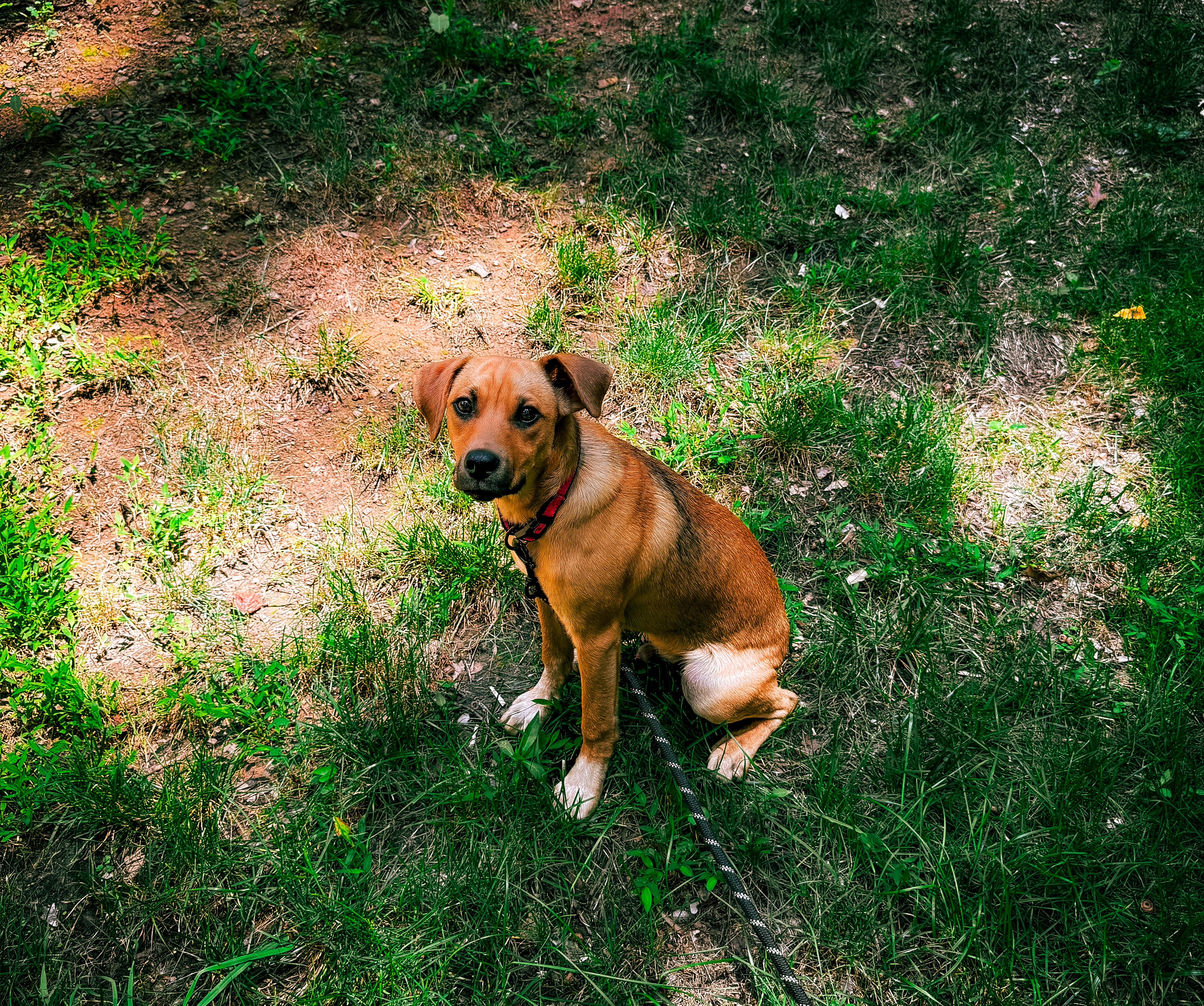 Enlarge Ruffin, a ADOPTABLE mixed breed in Wilkesboro, NC image 2/5